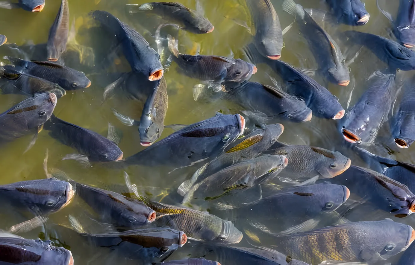 Tilapia farming package